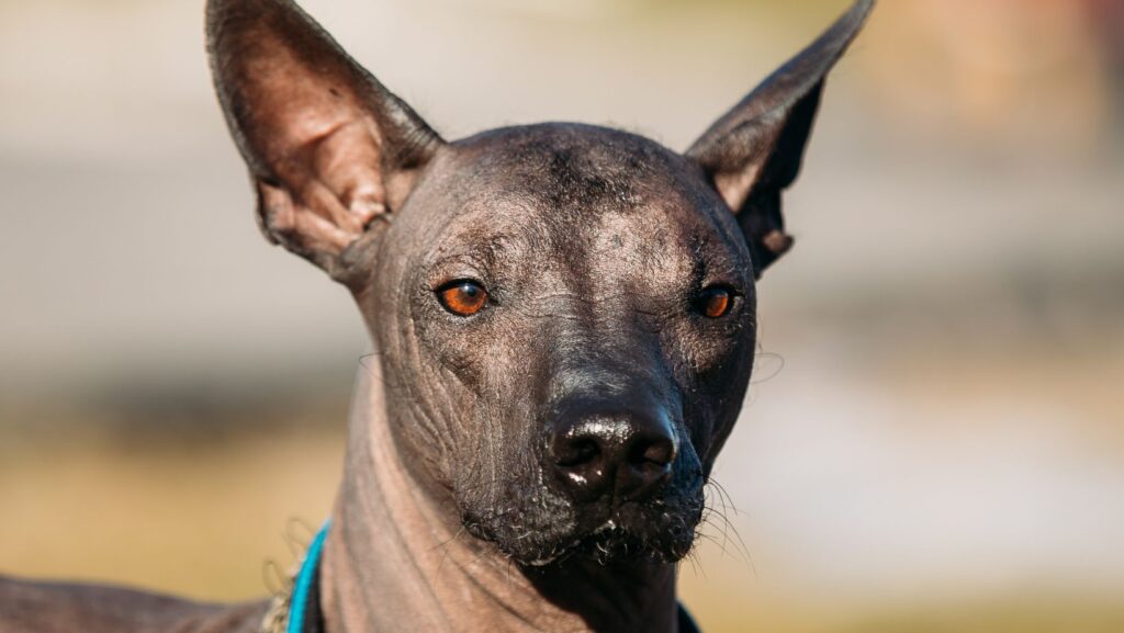 Xoloitzcuintli