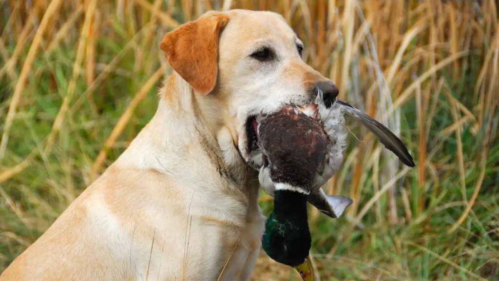 Yellow Labrador Hunting Duck