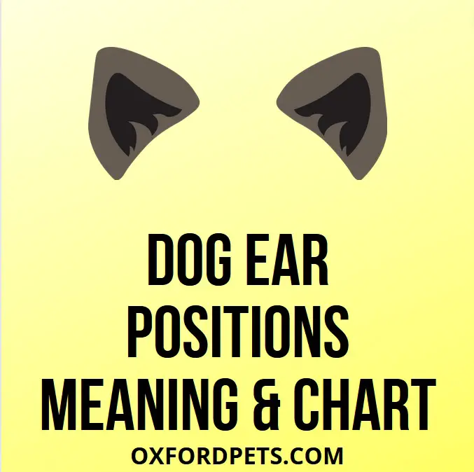 dog ear positions meaning