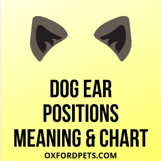 what does it mean when a dog ears are sideways