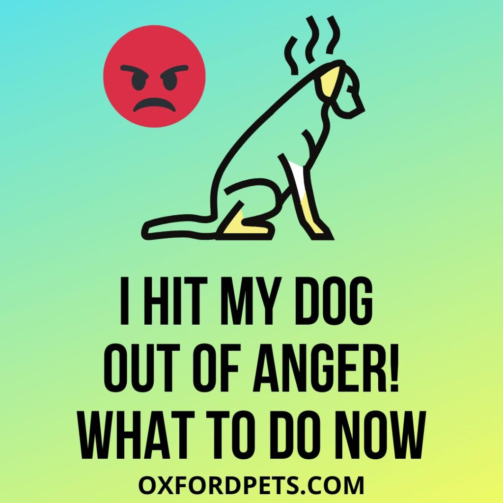 Hit Your Dog Out Of Anger! Felling Bad; What To Do Now?