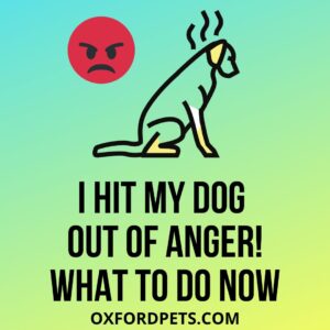 Hit Your Dog Out Of Anger! Felling Bad; What To Do Now?