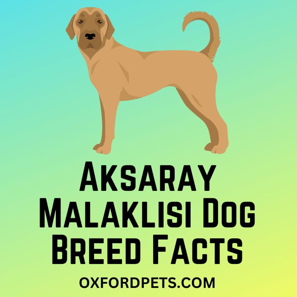 Can A Dog Digest A Toothpick