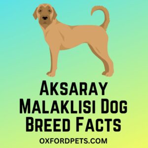Aksaray Malaklisi Dog Breed Facts 101