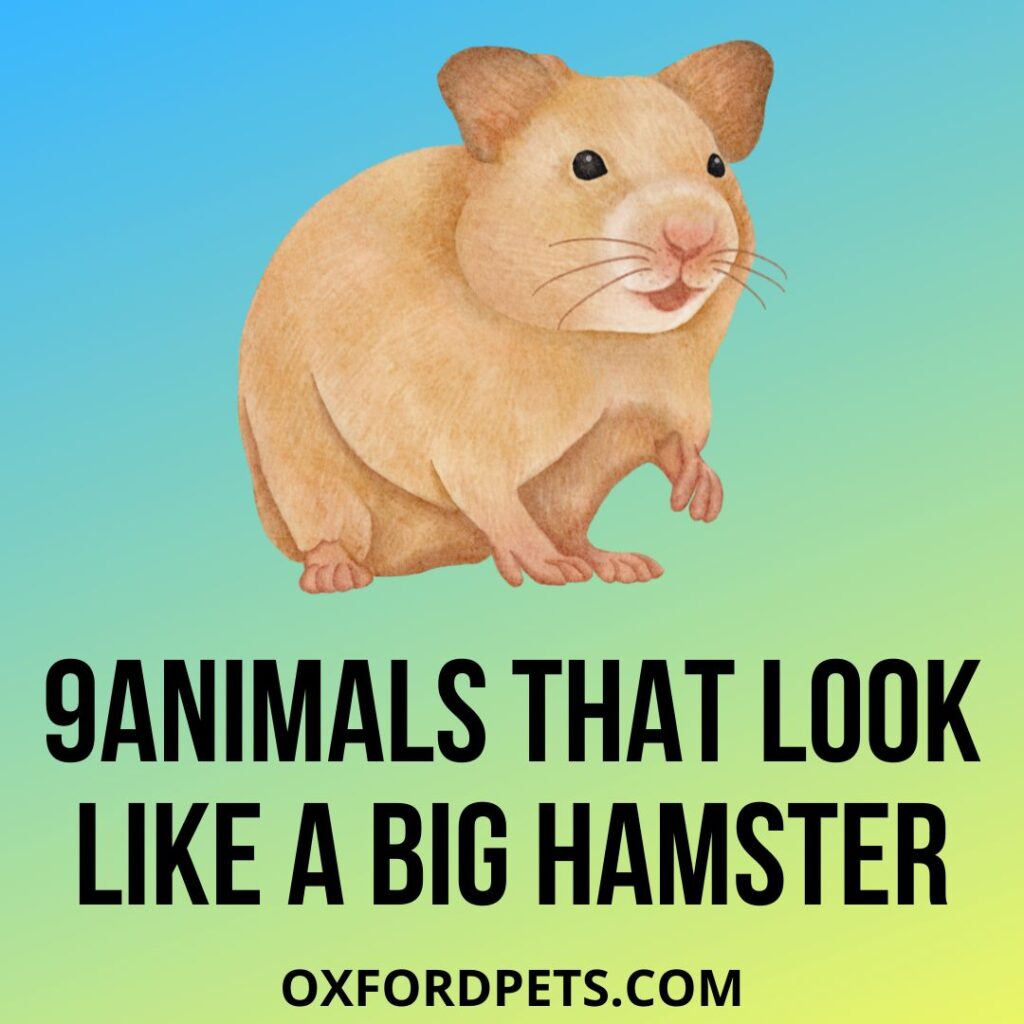 Animals That Look Like A Big Hamster
