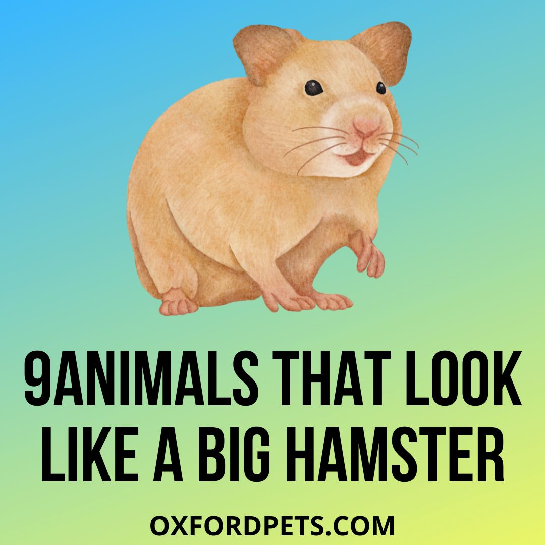 Animals That Look Like A Big Hamster