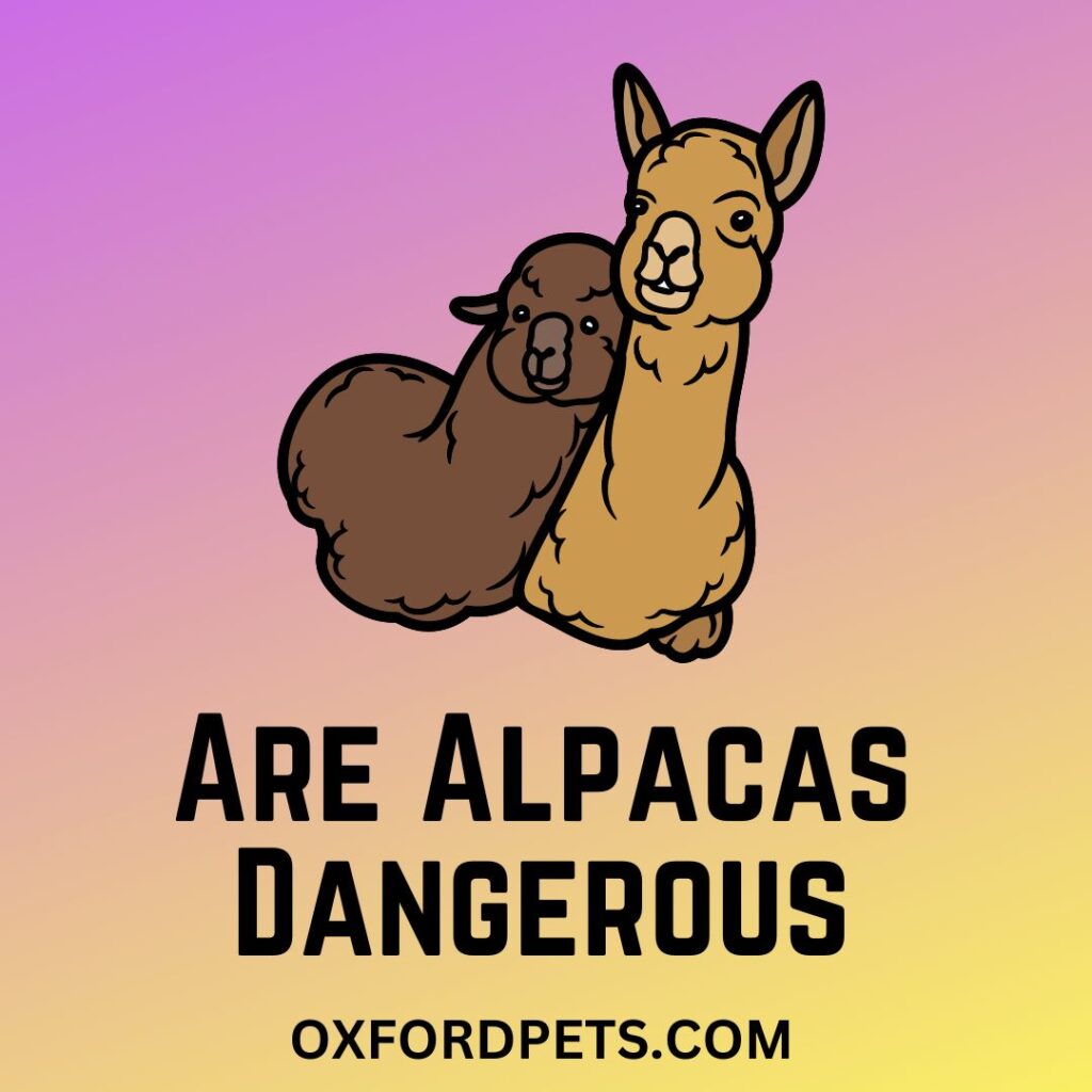 Are Alpacas Dangerous