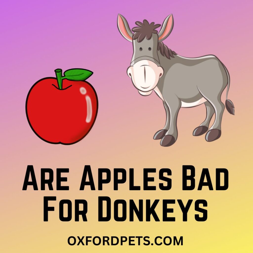 Are Apples Bad For Donkeys