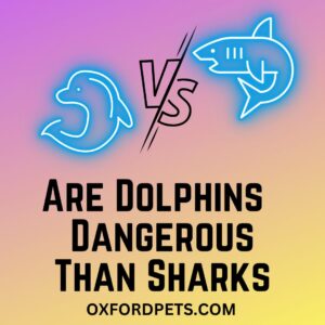 Are Dolphins More Dangerous Than Sharks