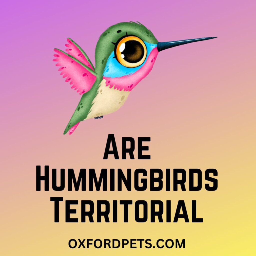 Are Hummingbirds Territorial