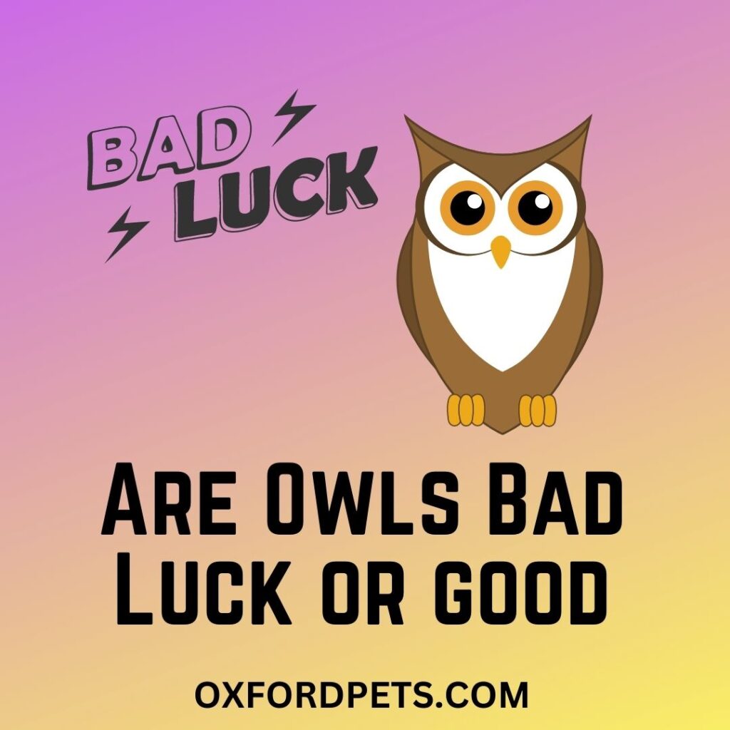 Are Owls Bad Luck