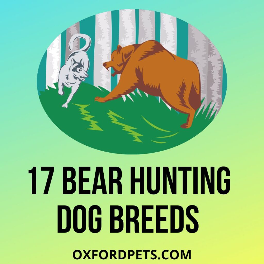 Bear Hunting Dog Breeds