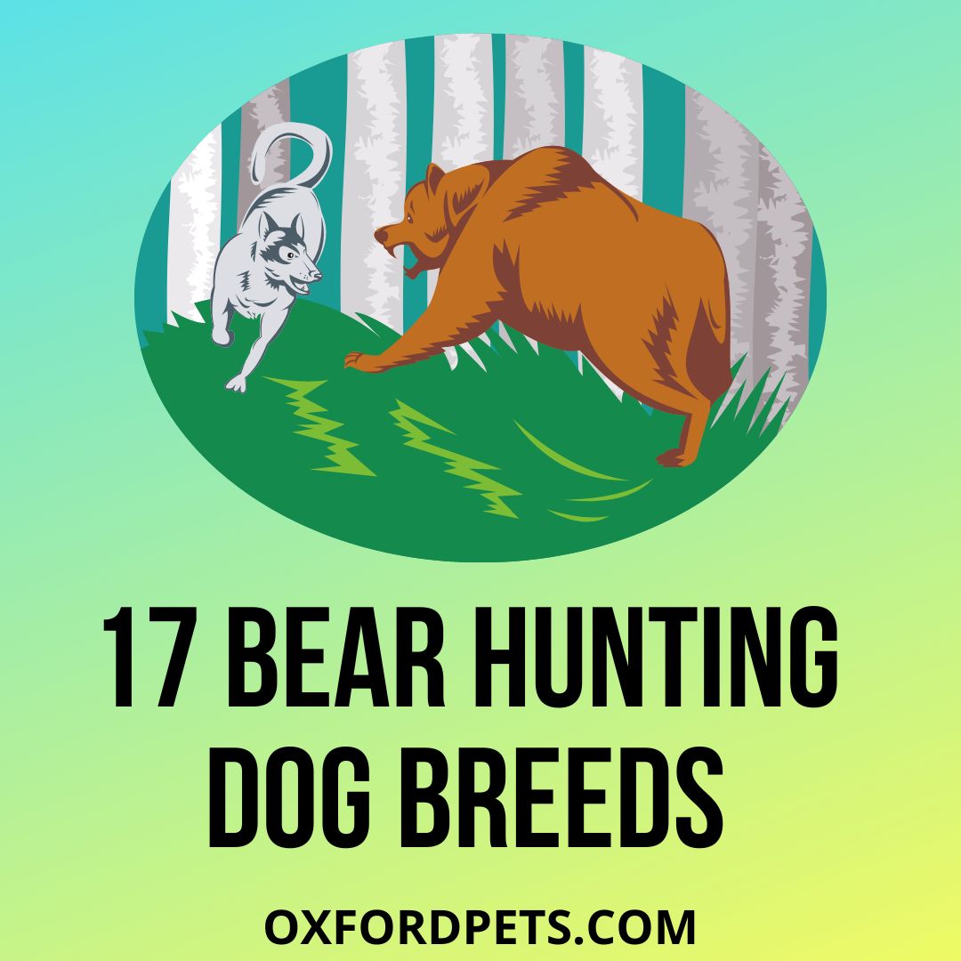 17-bear-hunting-dog-breeds-to-keep-bears-away-oxford-pets