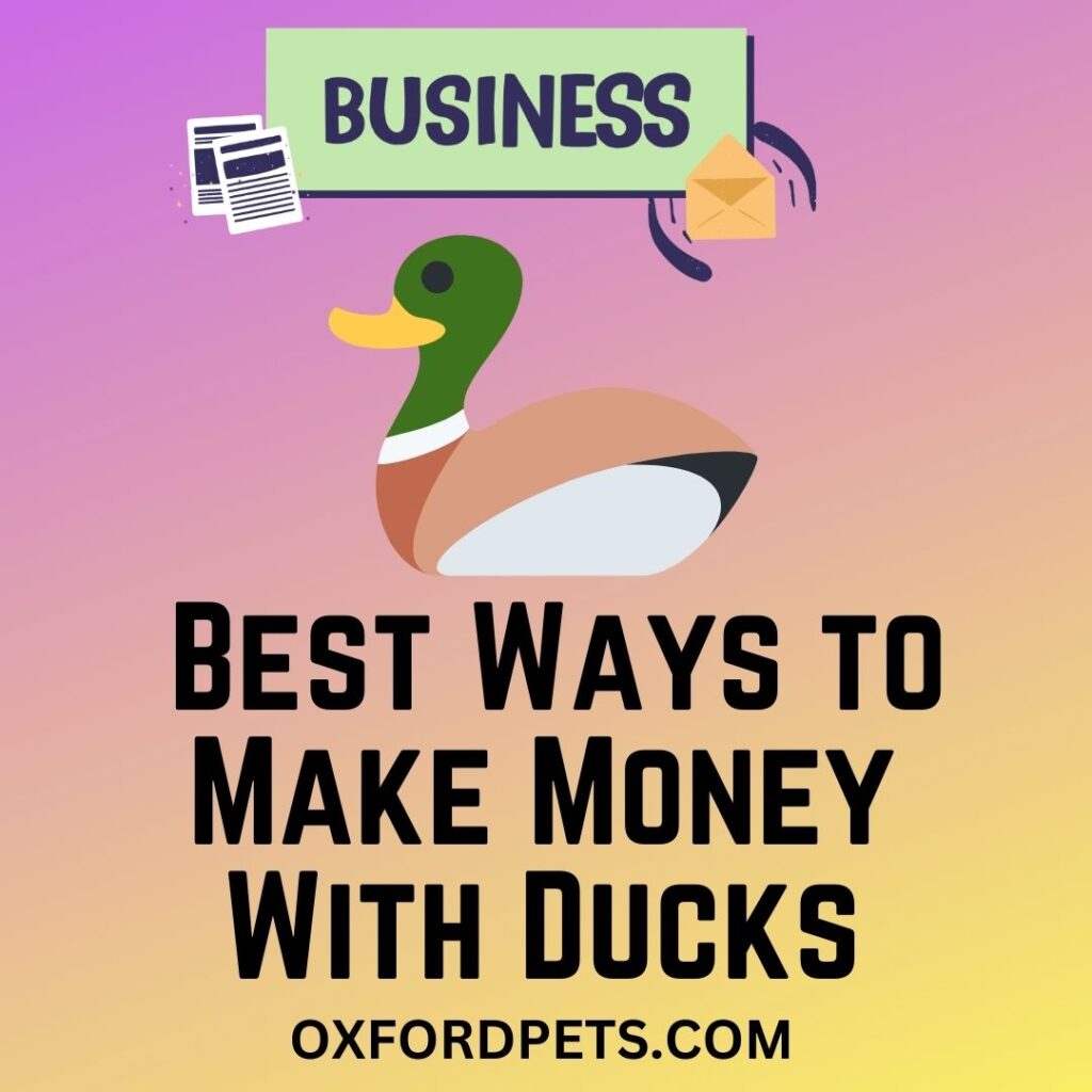 Best Ways to Make Money With Ducks
