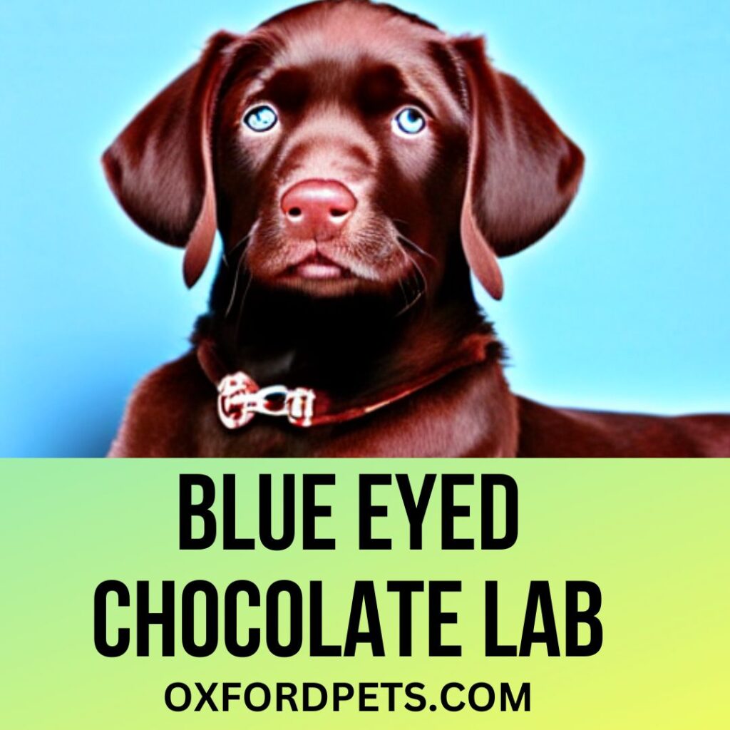Blue Eyed Chocolate Lab