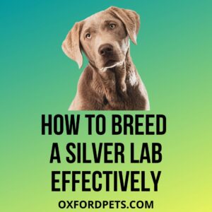 How To Breed A Silver Lab Effectively