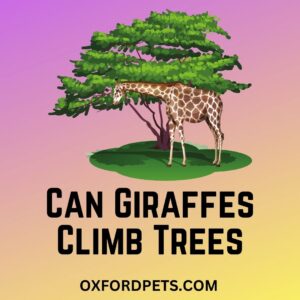 Can Giraffes Climb Trees
