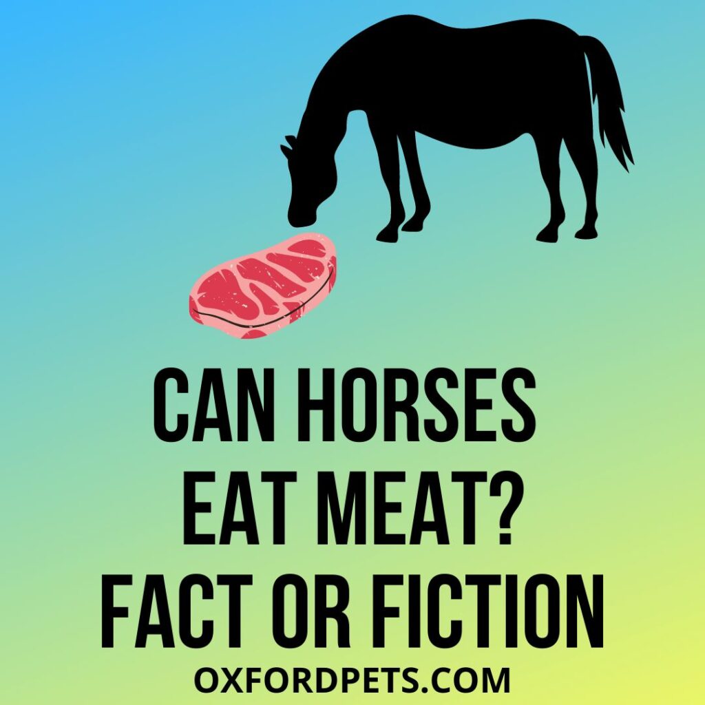Can Horses Eat Meat and Chickens?