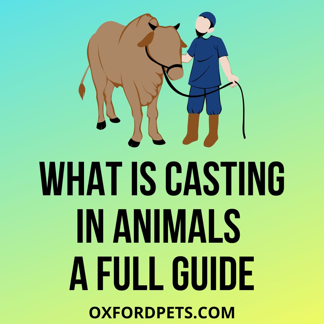 Casting In Animals