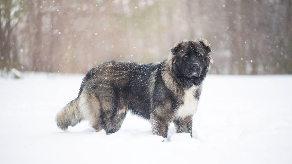 Caucasian Shepherd Dogs