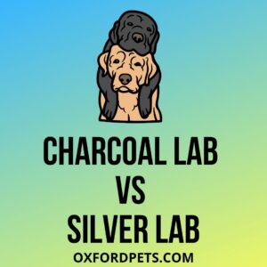 Charcoal Lab Vs Silver Lab