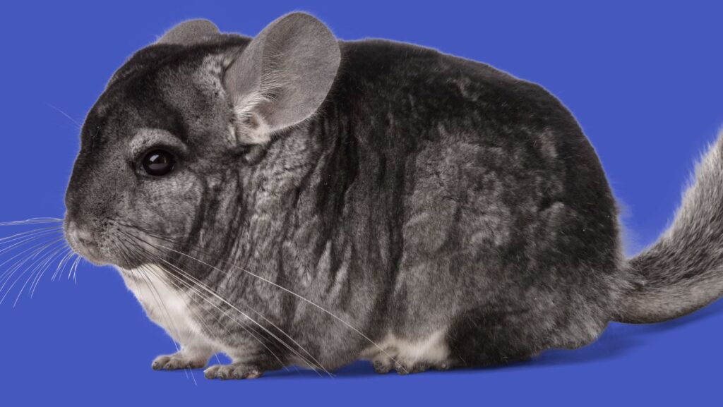 Chinchilla