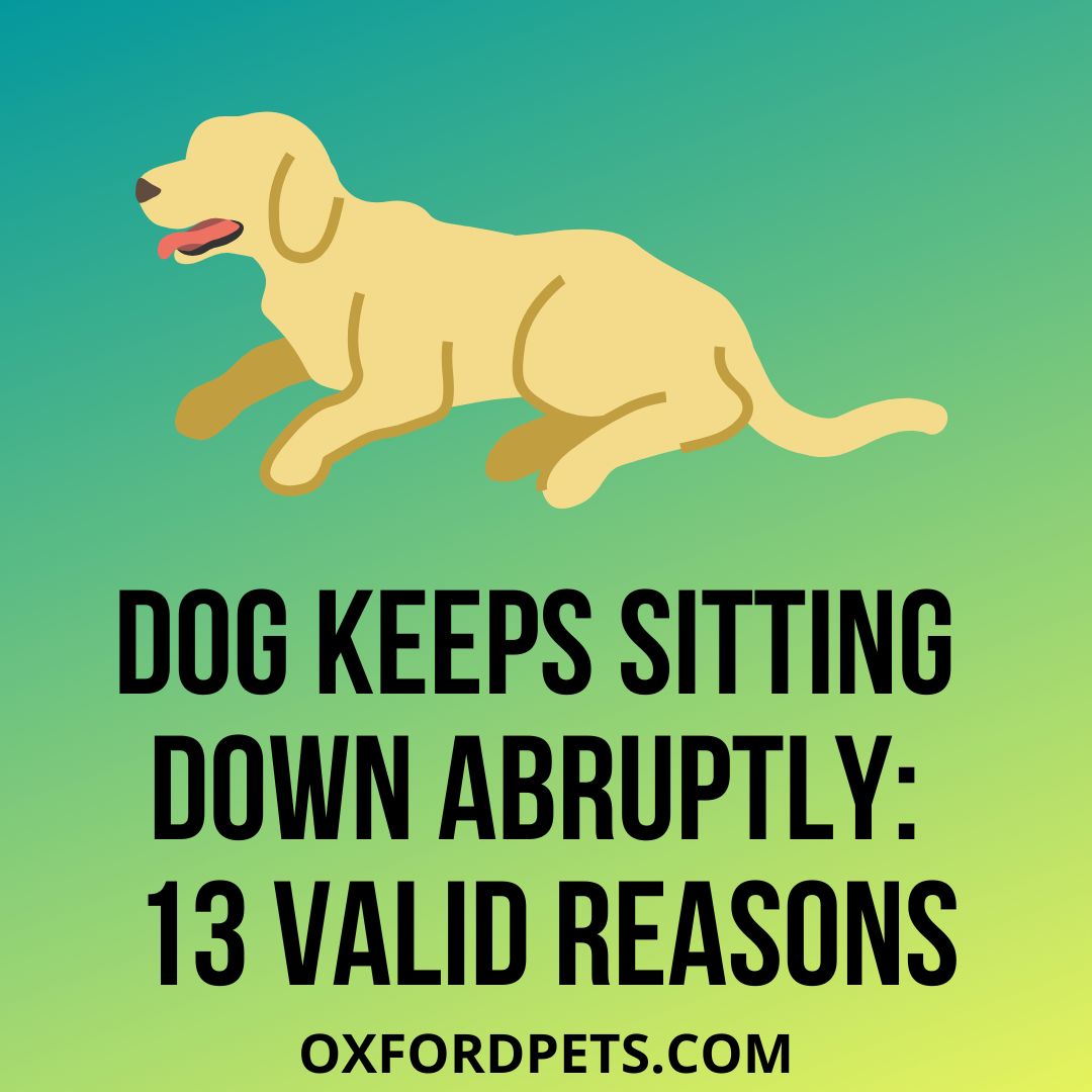 Dog Keeps Sitting Down Abruptly: 13 Valid Reasons - Oxford Pets