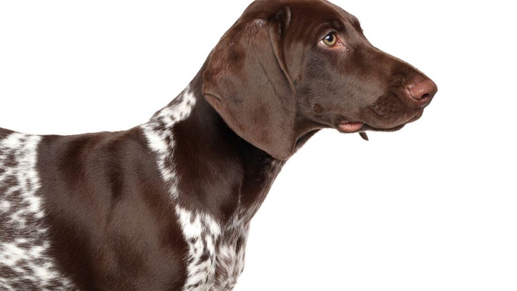 German Shorthaired Pointer