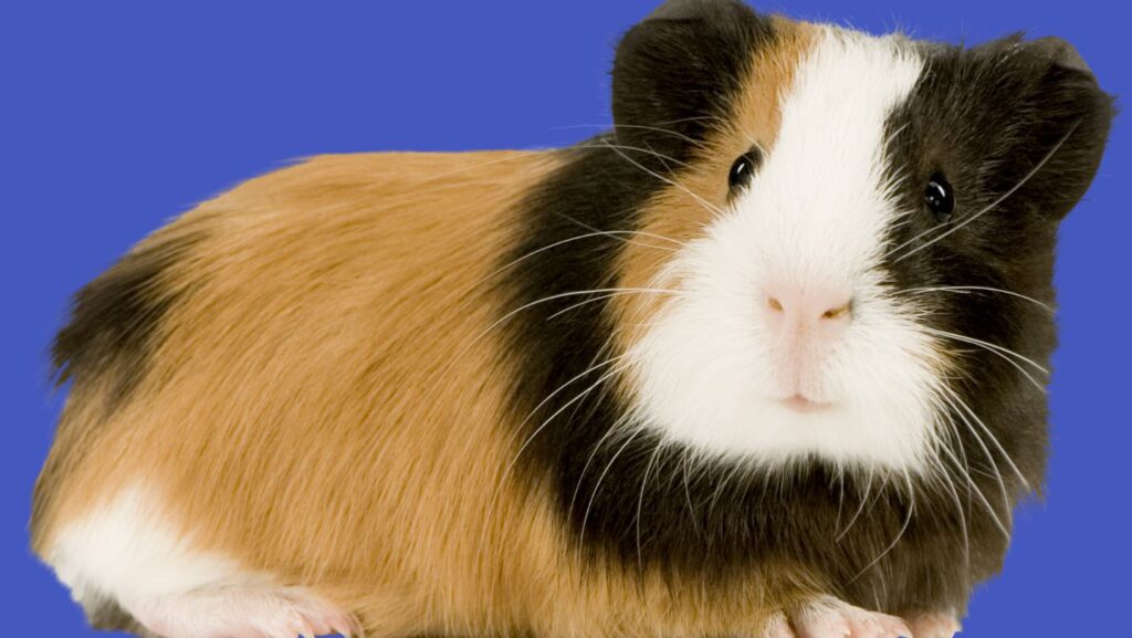 Himalayan Guinea Pig