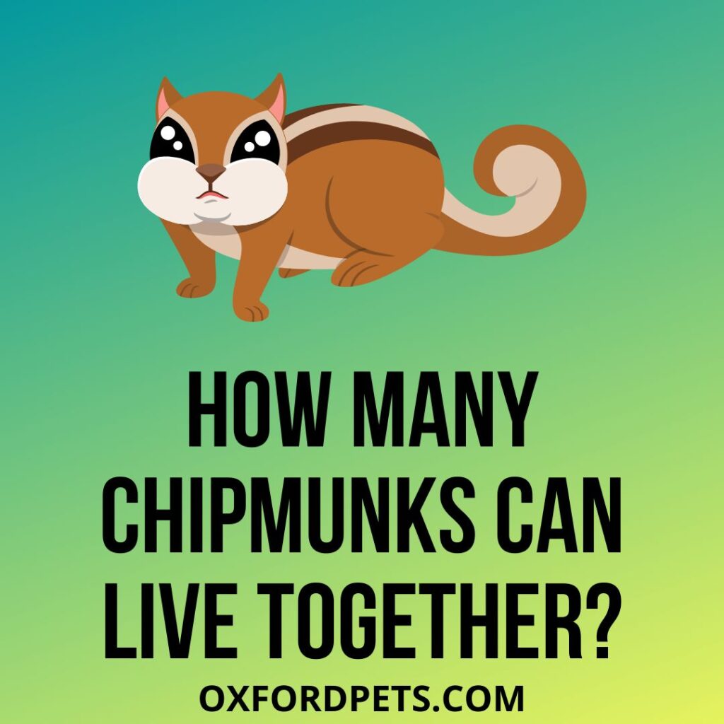 How Many Chipmunks Live Together