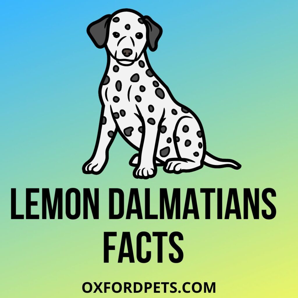 Lemon Dalmatians Facts