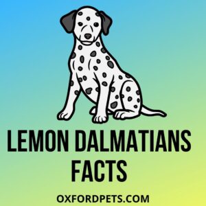 Lemon Dalmatians Facts