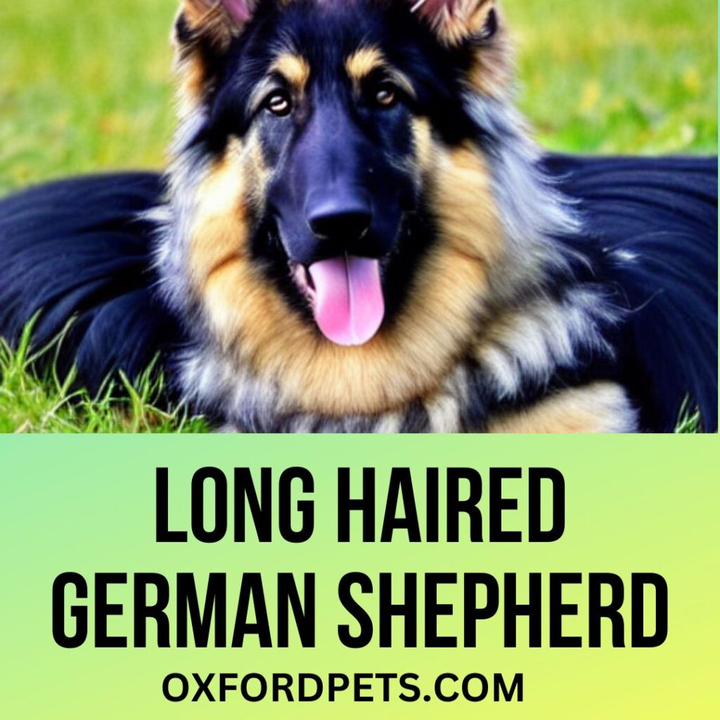 Long Haired German Shepherd