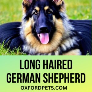 Long Haired German Shepherd: 101 Guide Before Buying - Oxford Pets