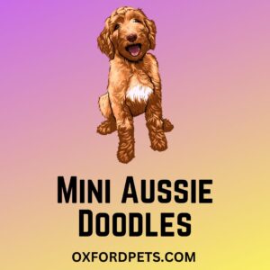 Mini Aussie Doodles