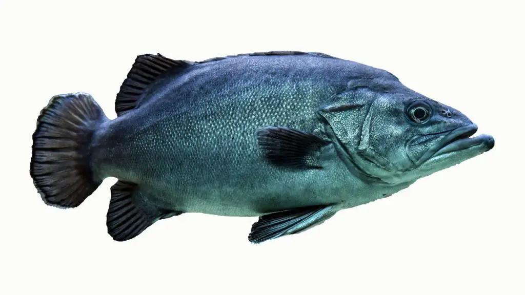 Oscar Fish
