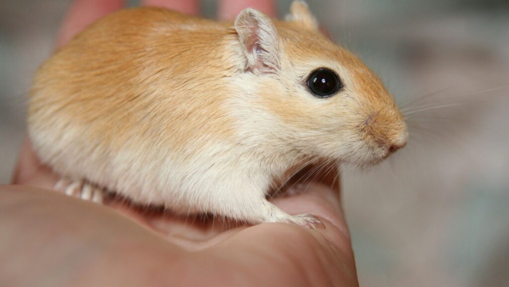 Pallid Gerbils