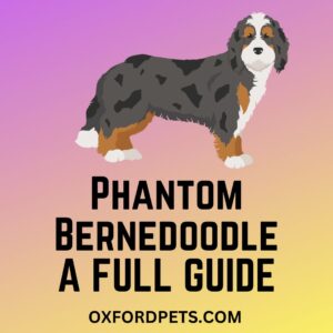 Phantom Bernedoodle
