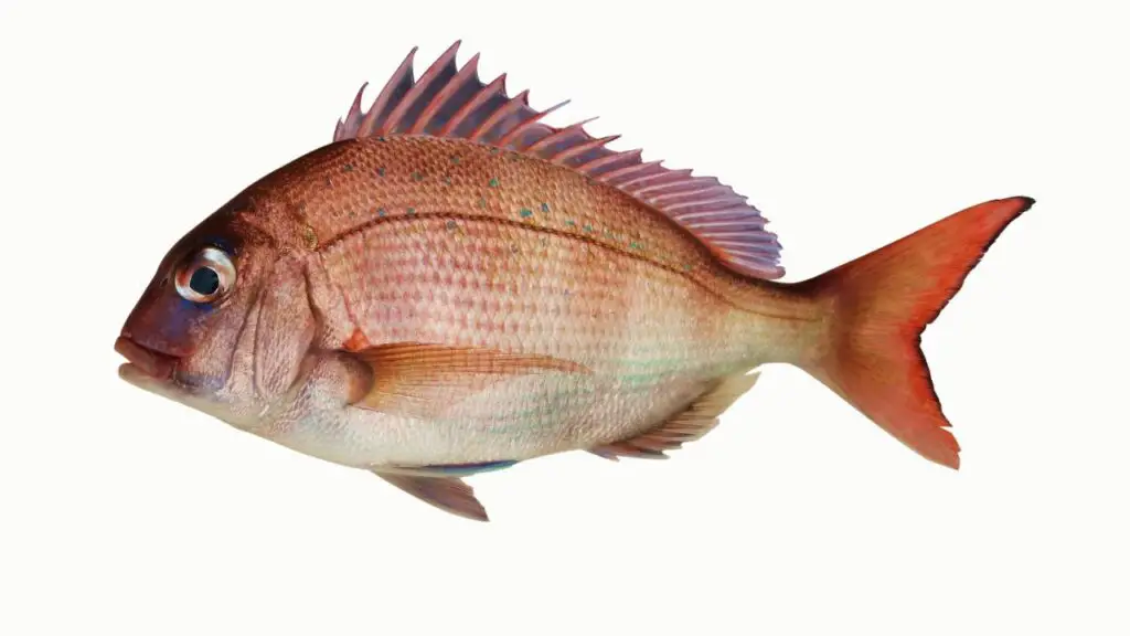 Pink Snapper Fish
