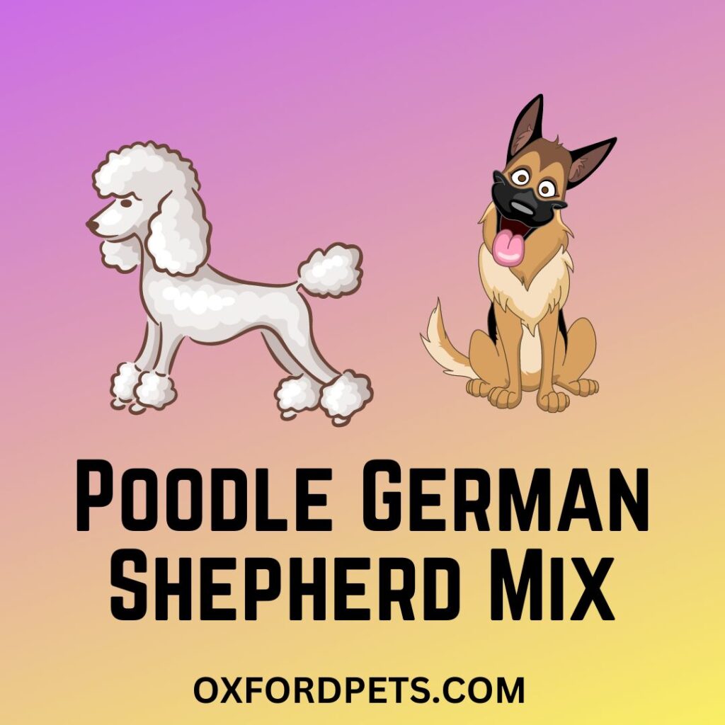Poodle German Shepherd Mix Things You Didn't Know!