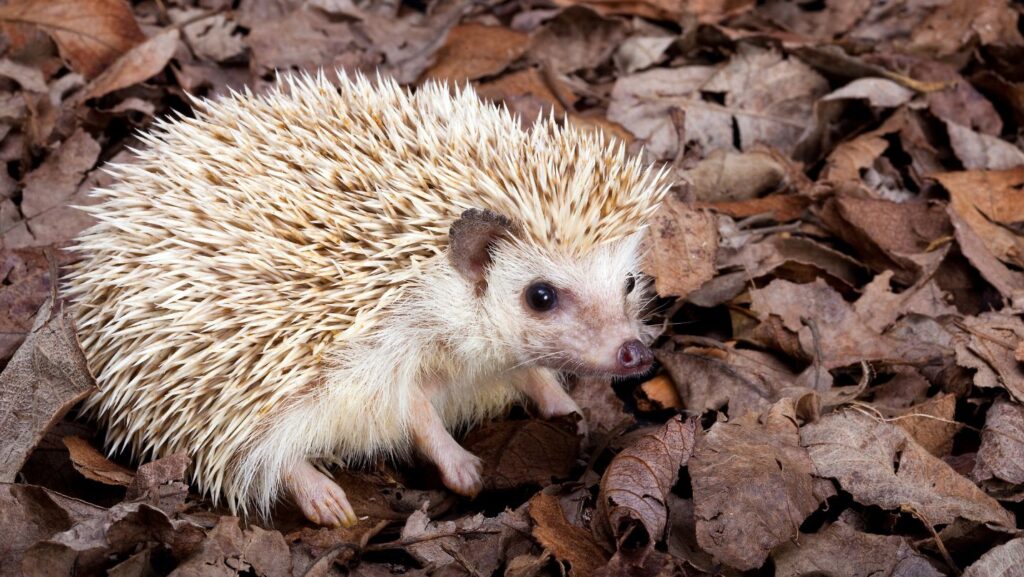 Pygmy Hedgehogs