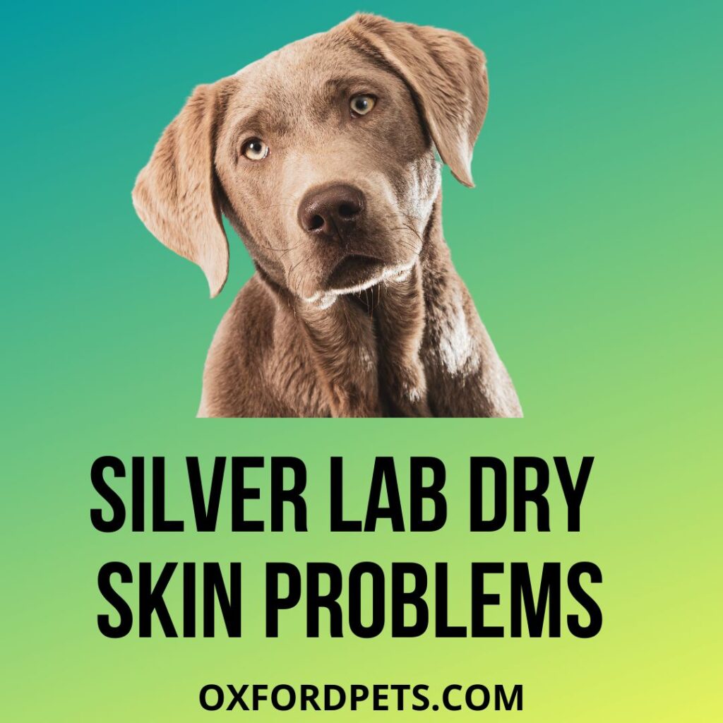 Silver Lab Dry Skin Problem