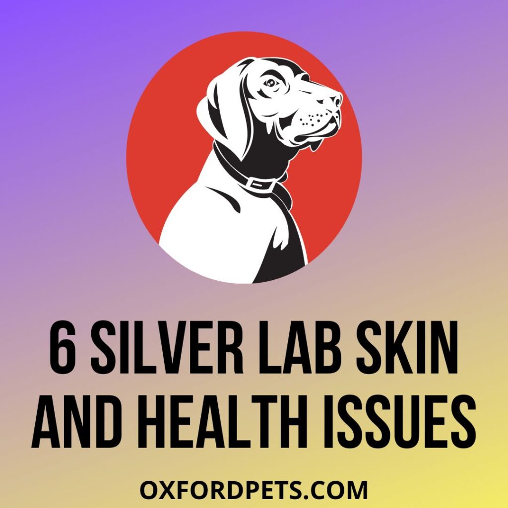 Common Silver Lab Skin and Health Issues