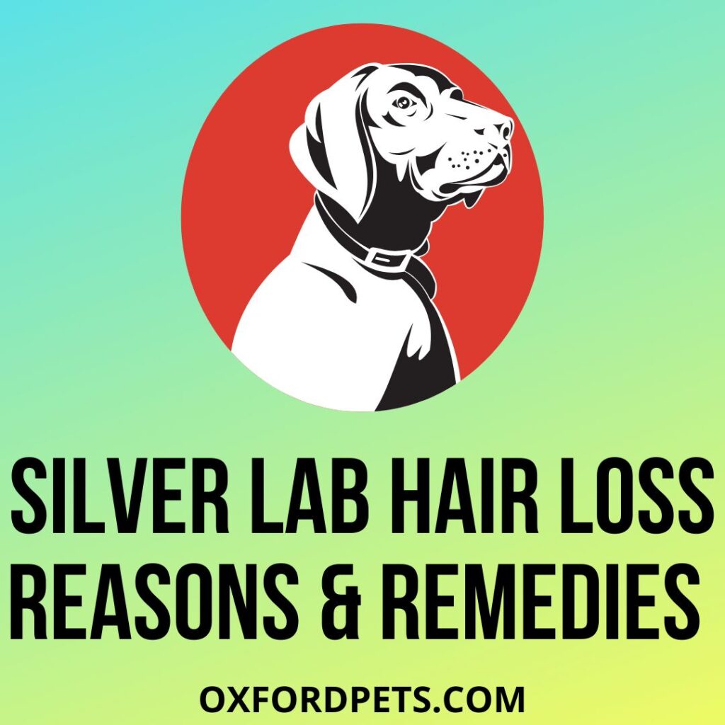 Silver Labrador Hair Loss 13 Reasons & Remedies Oxford Pets
