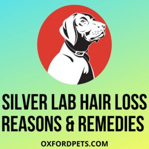 Silver Labrador Hair Loss