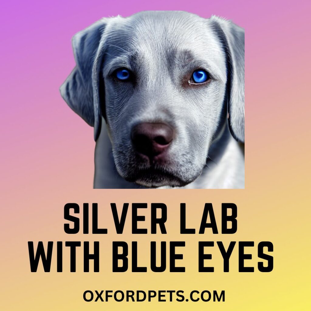 Silver Labrador With Blue Eyes