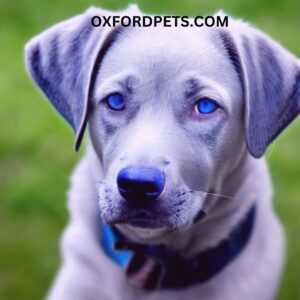Silver lab with blue eyes