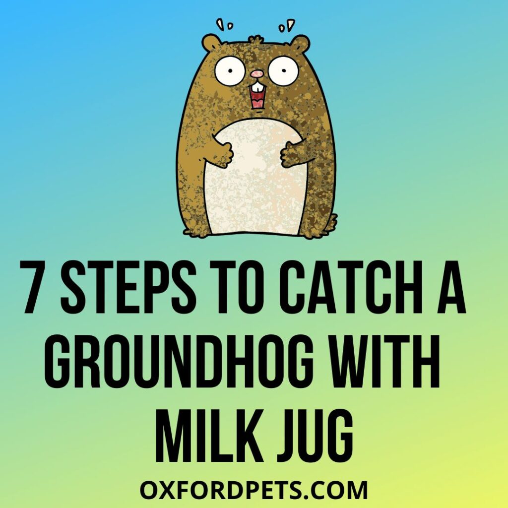 Steps to Catch Groundhog With Milk Jug
