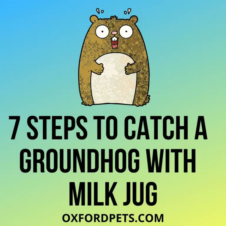 How To Catch A Groundhog With A Milk Jug? (7 Easy Steps) - Oxford Pets