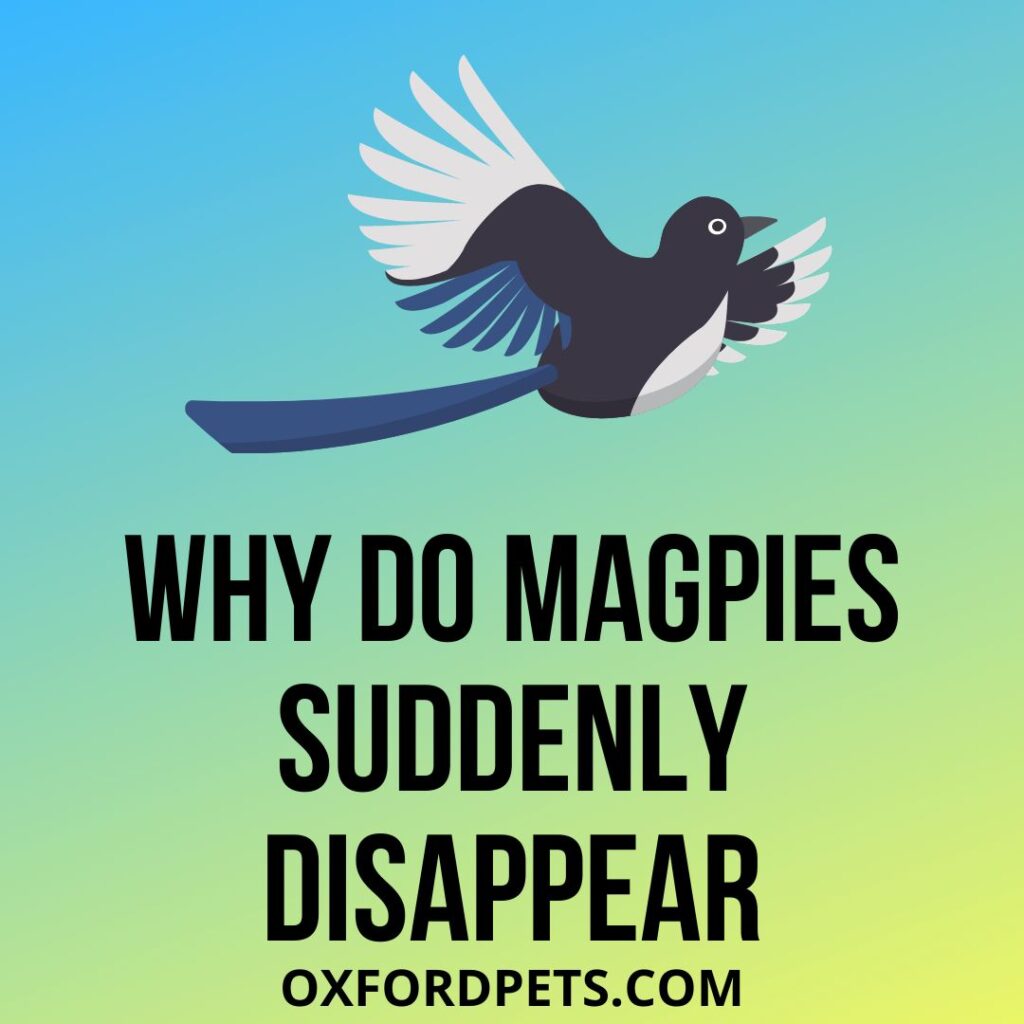 Why Do Magpies Suddenly Disappear